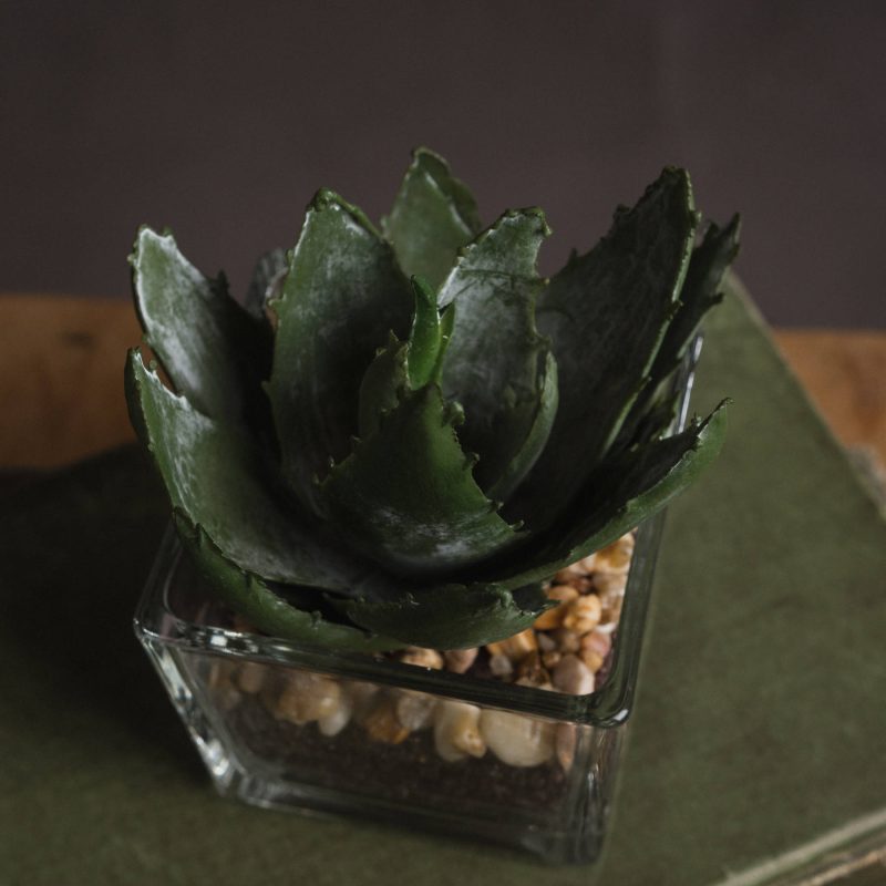 Miniature Aloe Vera In Glass Pot - Image 3
