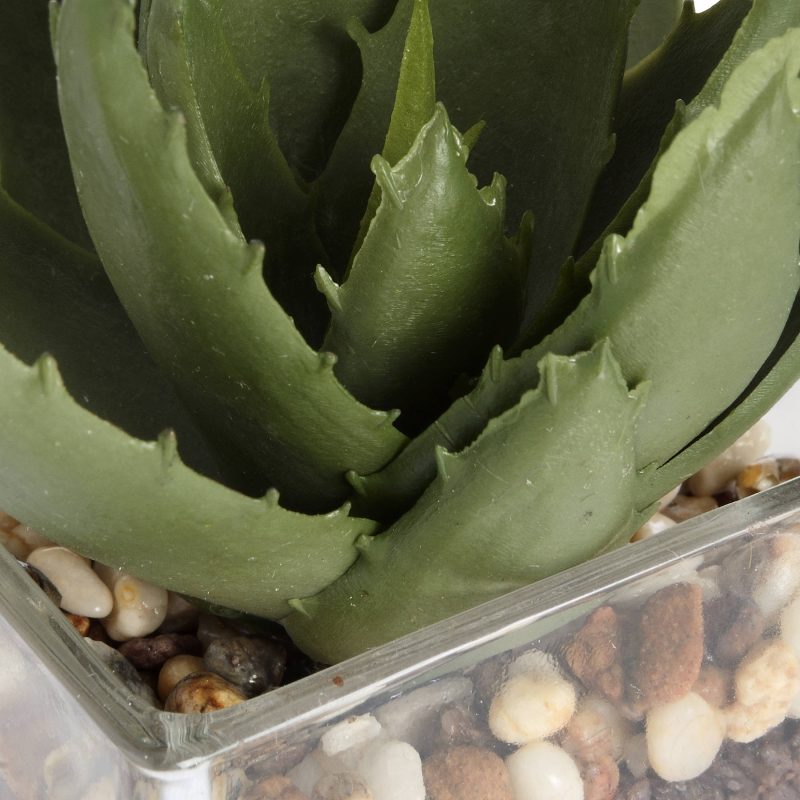 Miniature Aloe Vera In Glass Pot - Image 5