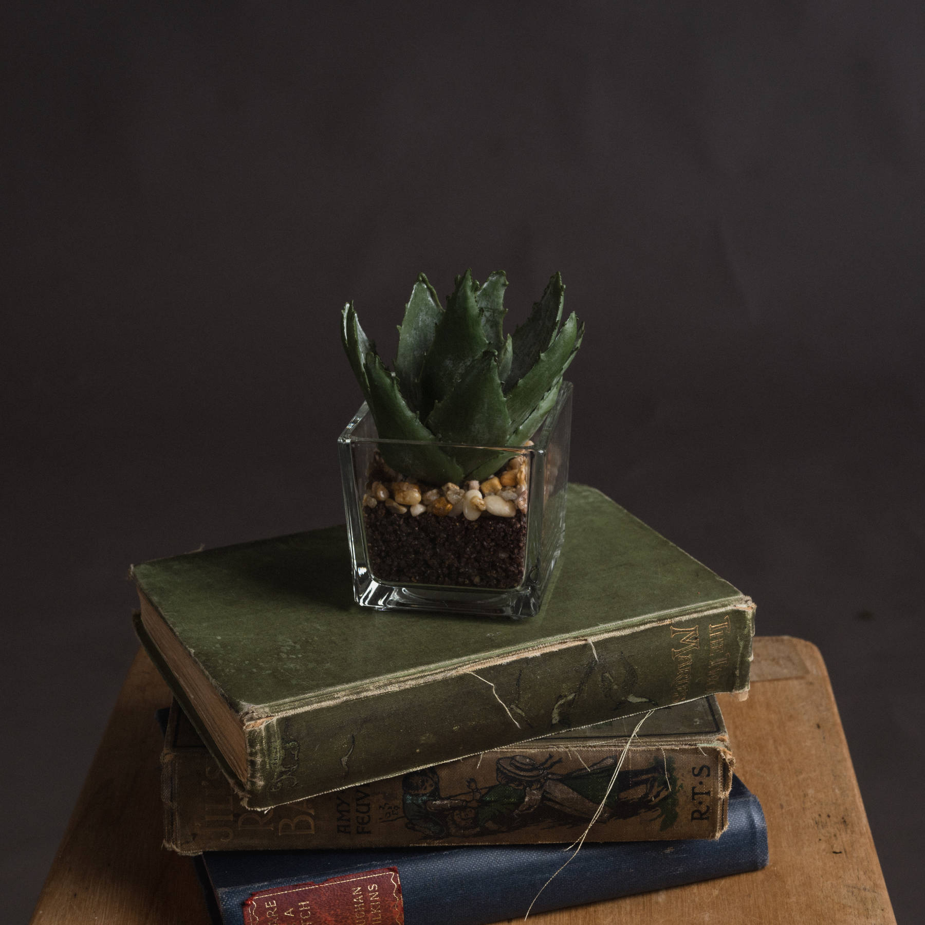 Miniature Aloe Vera In Glass Pot