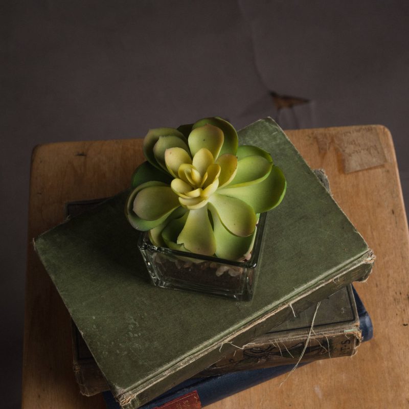 Miniature Succulent In Glass Pot - Image 2