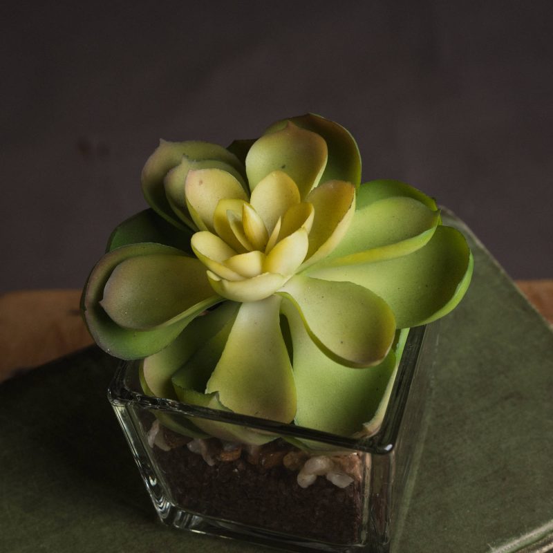 Miniature Succulent In Glass Pot - Image 3
