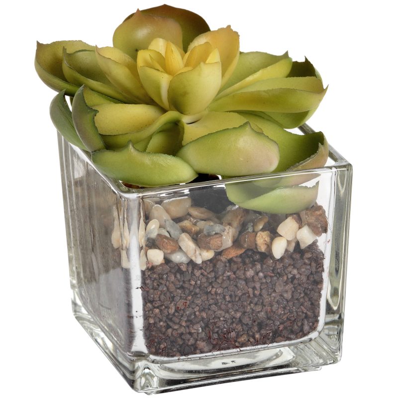 Miniature Succulent In Glass Pot - Image 4