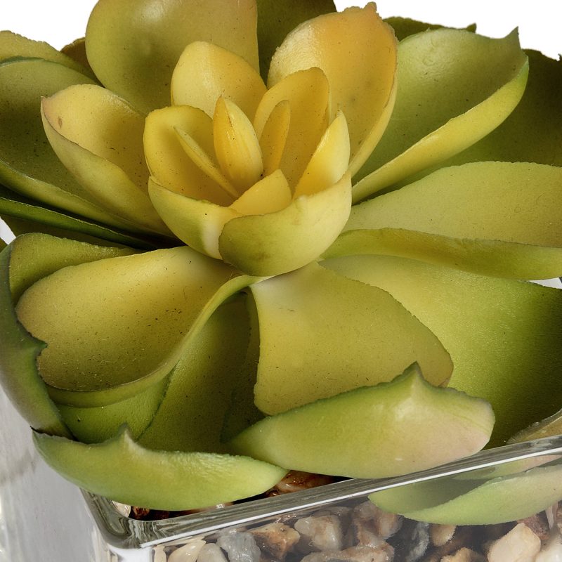 Miniature Succulent In Glass Pot - Image 5