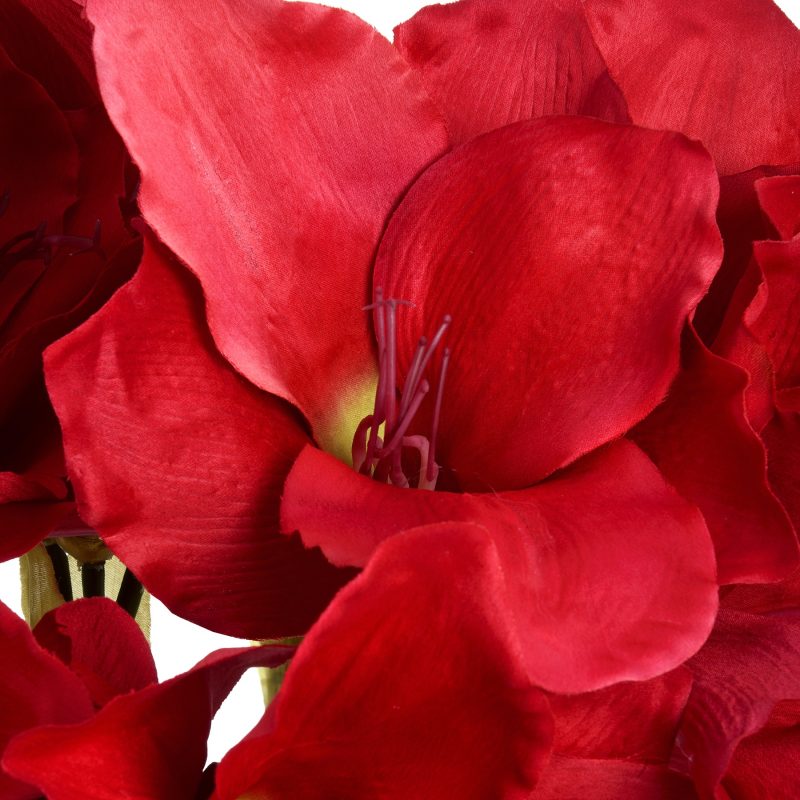 Red Amaryllis Stem - Image 2