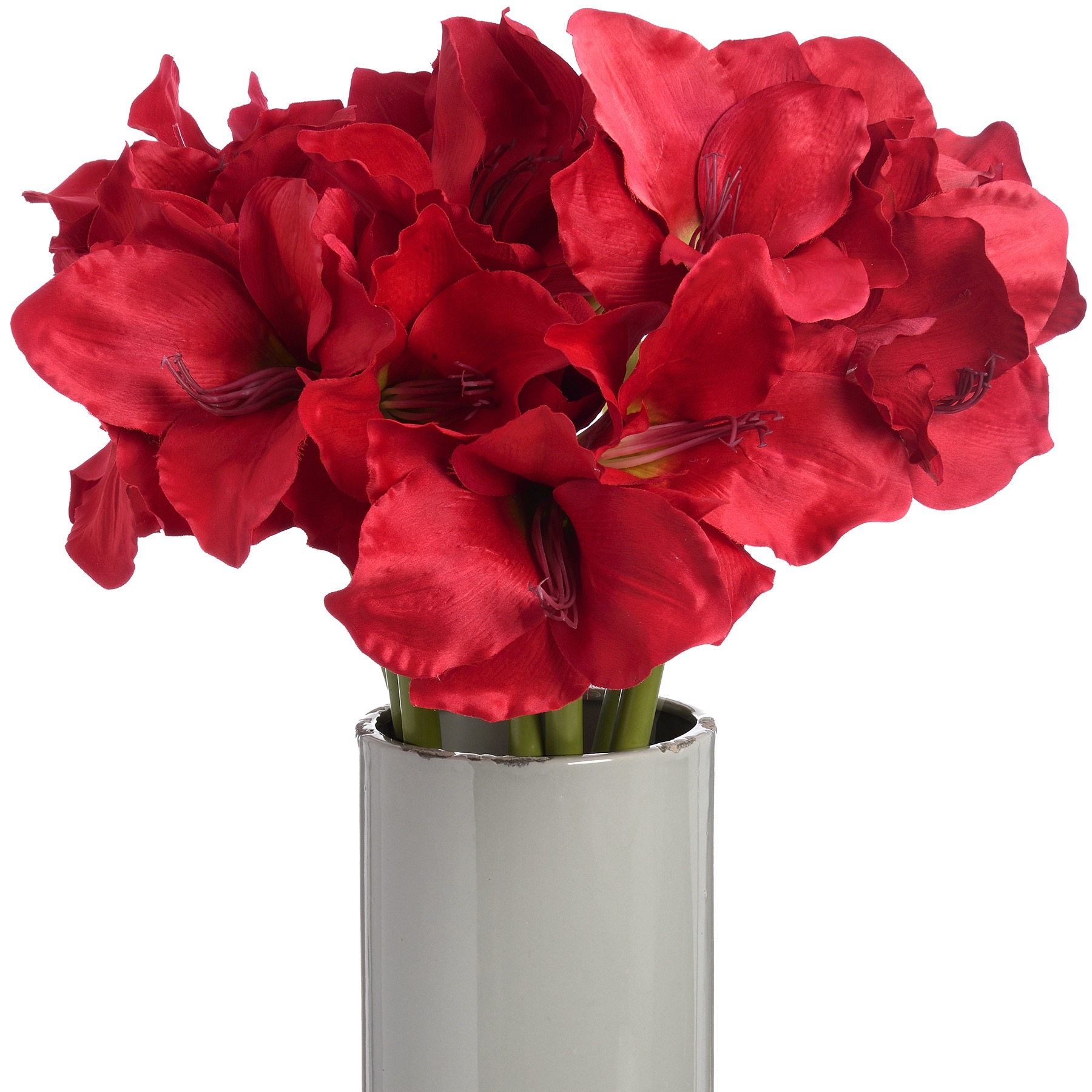 Red Amaryllis Stem