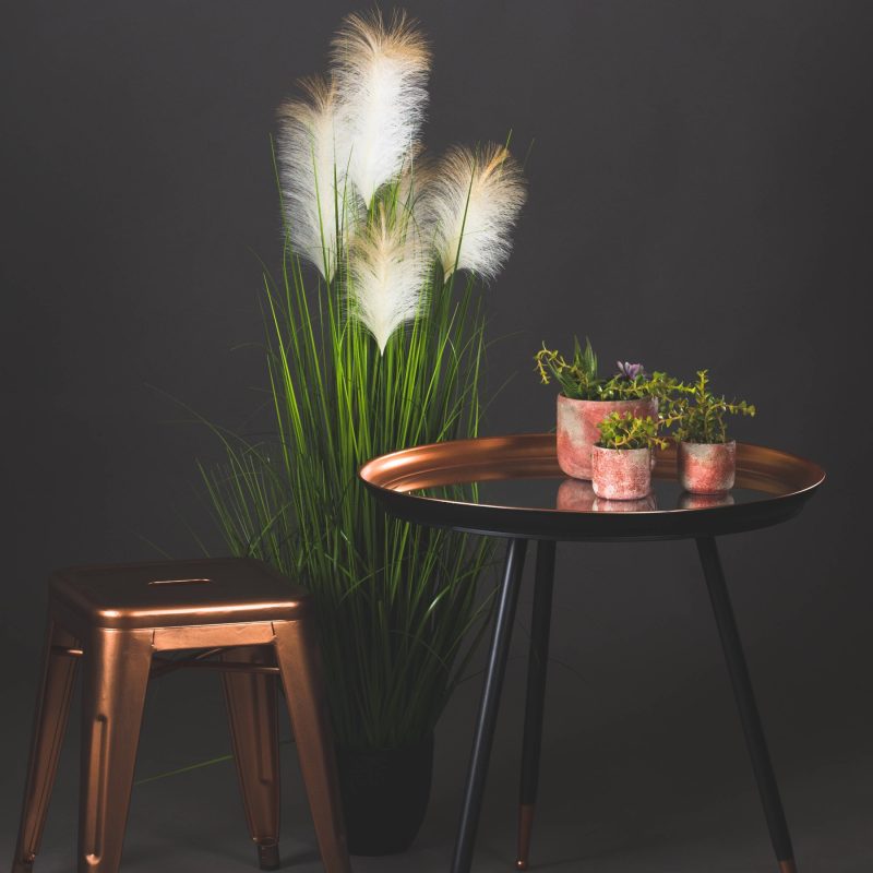 Pampas Grass Bush - Image 3
