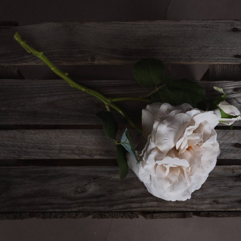 White Short Stem Rose - Image 2
