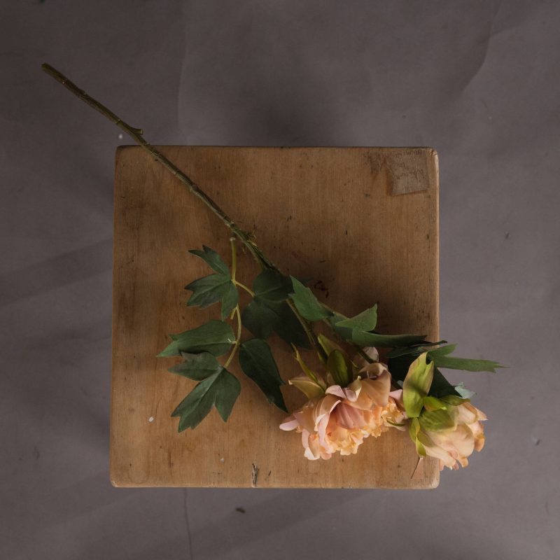 Pink Fashion Peony - Image 2