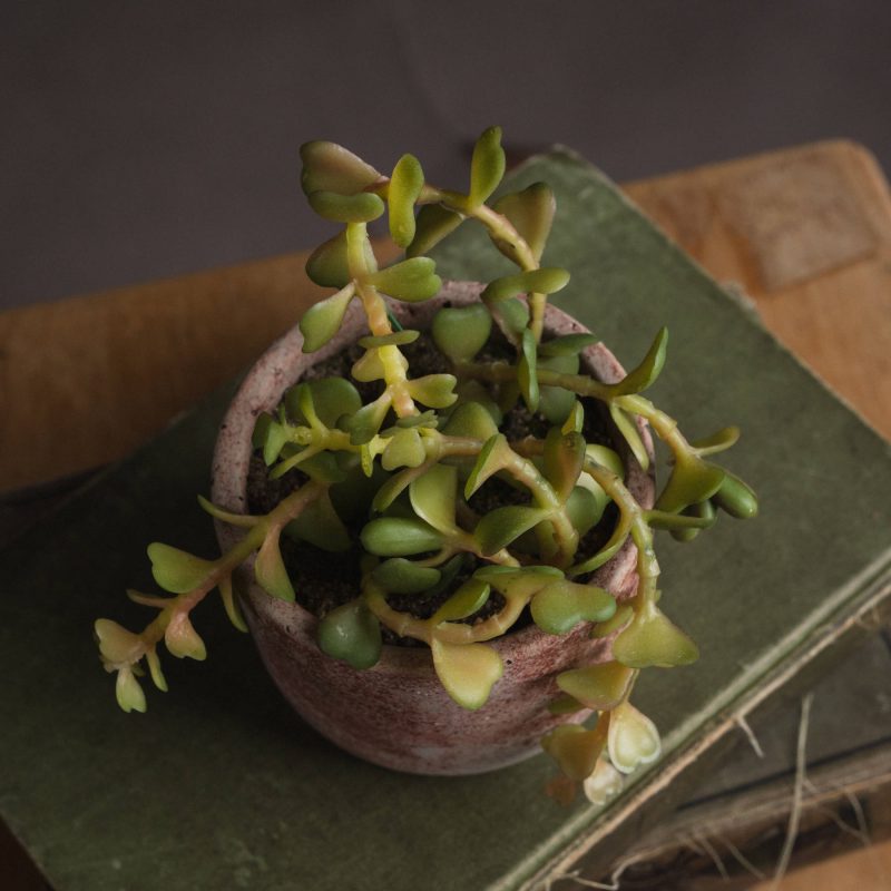Miniature Potted Succulent - Image 3