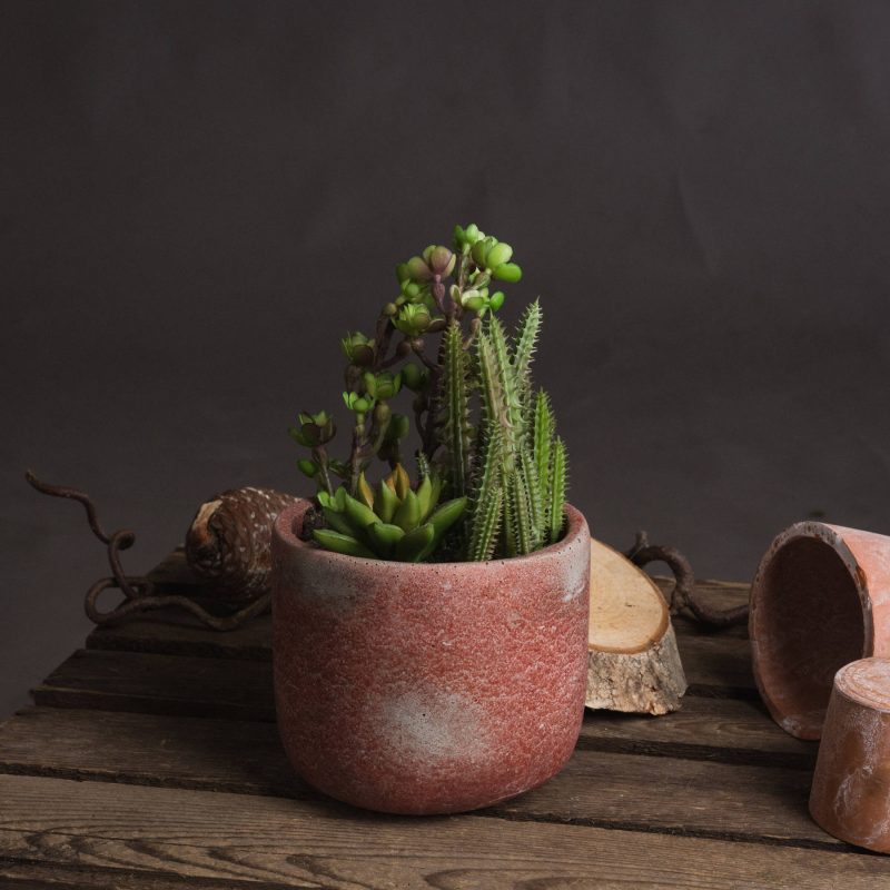 Potted Cacti And Succulent