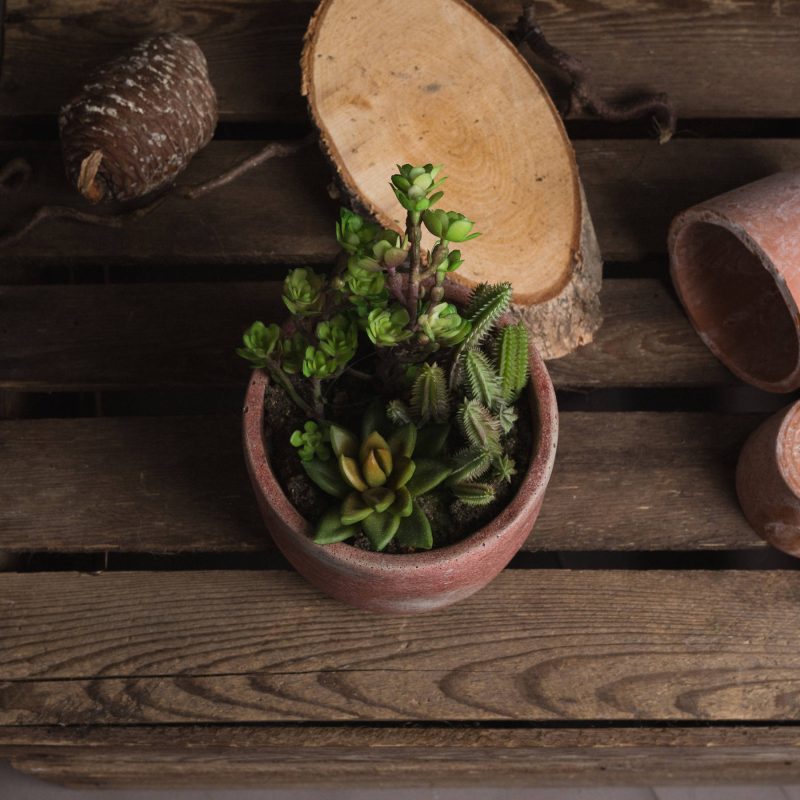 Potted Cacti And Succulent - Image 2