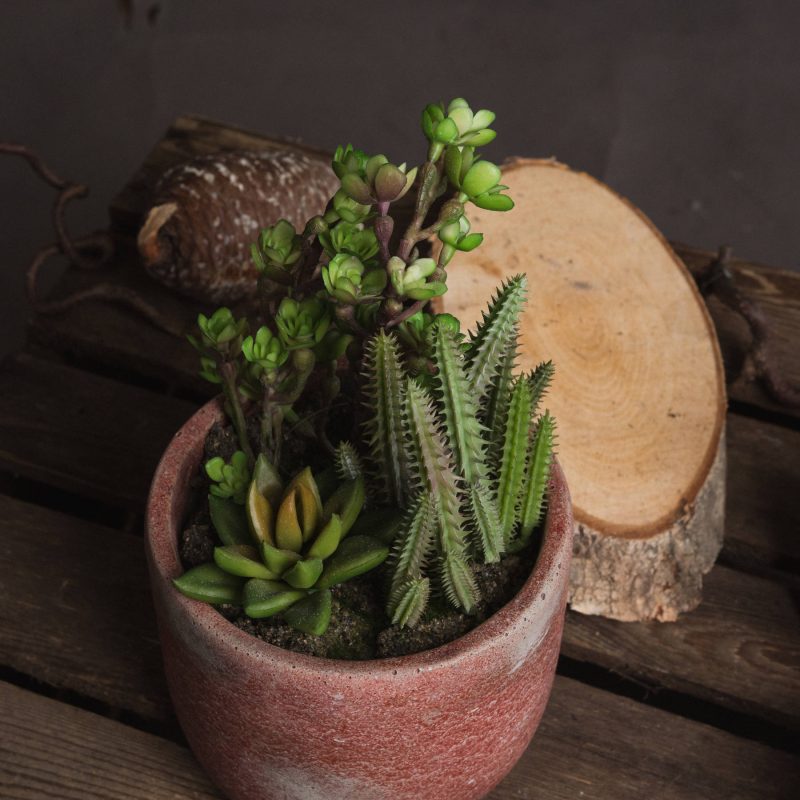 Potted Cacti And Succulent - Image 3