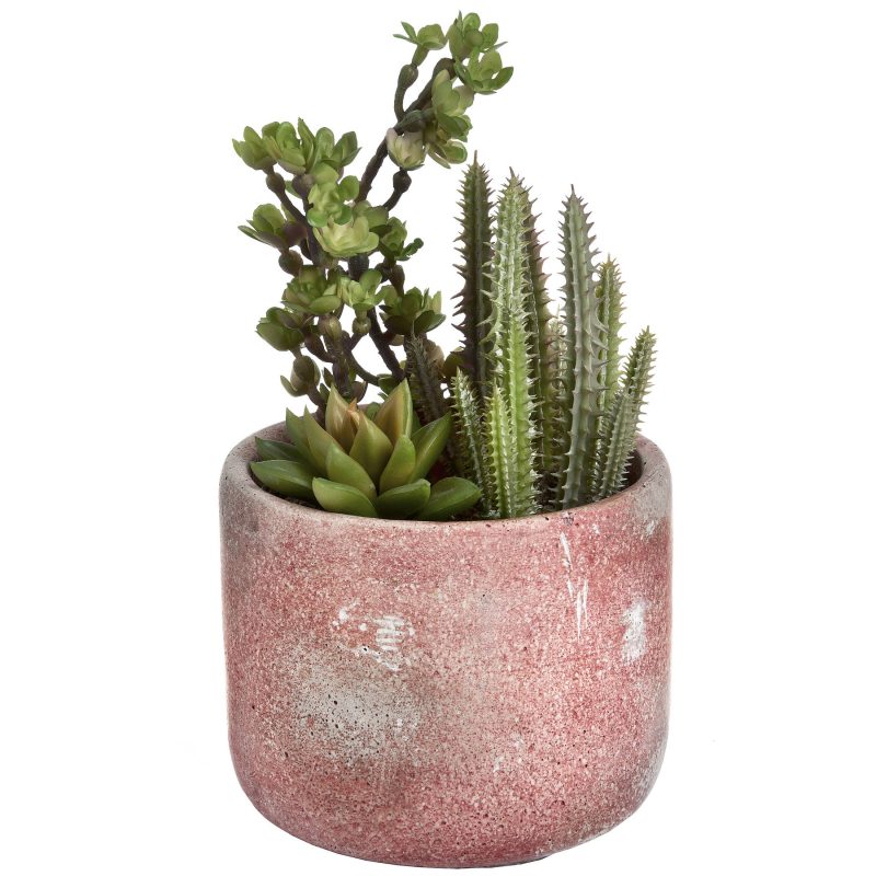 Potted Cacti And Succulent - Image 4