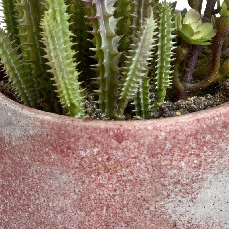 Potted Cacti And Succulent - Image 5