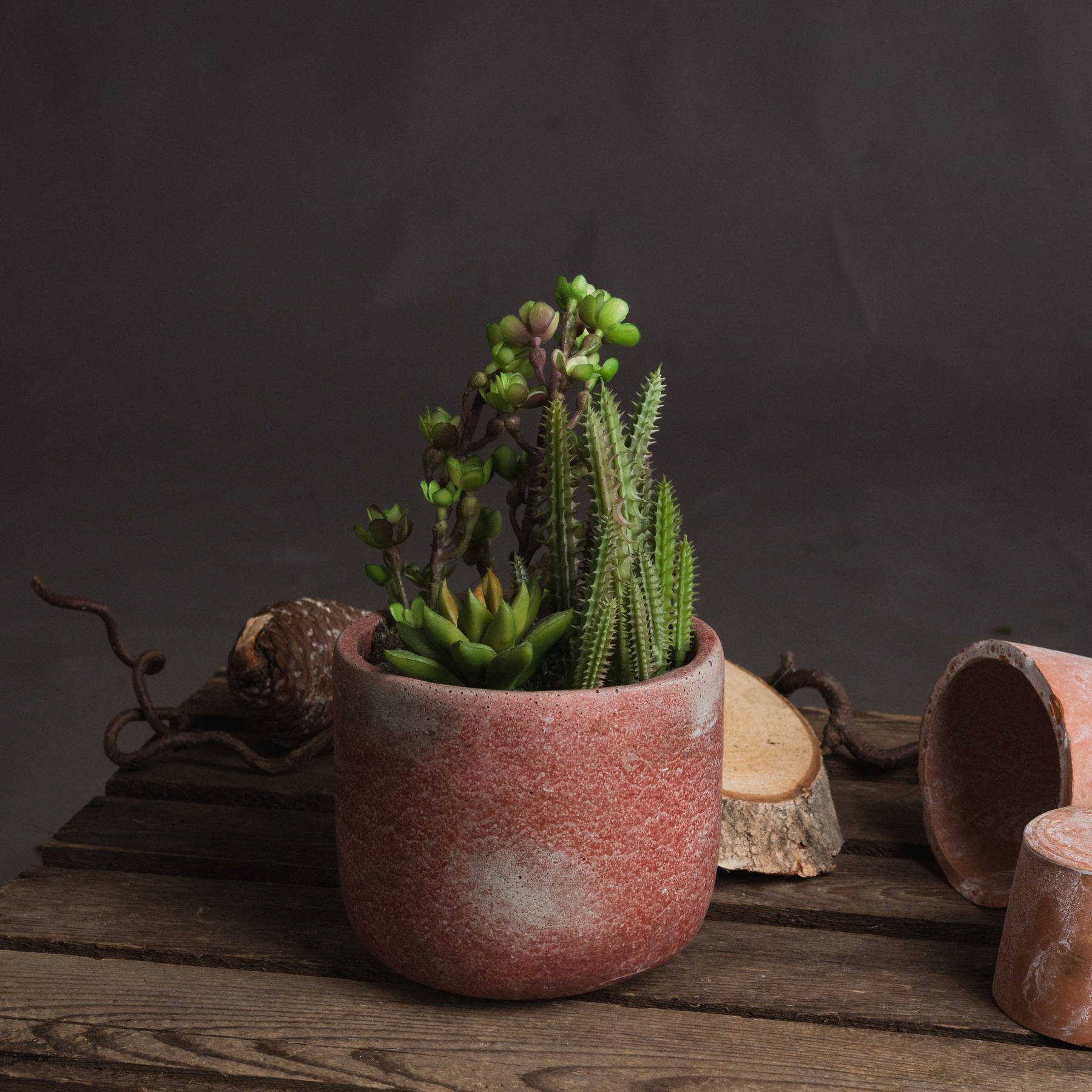 Potted Cacti And Succulent