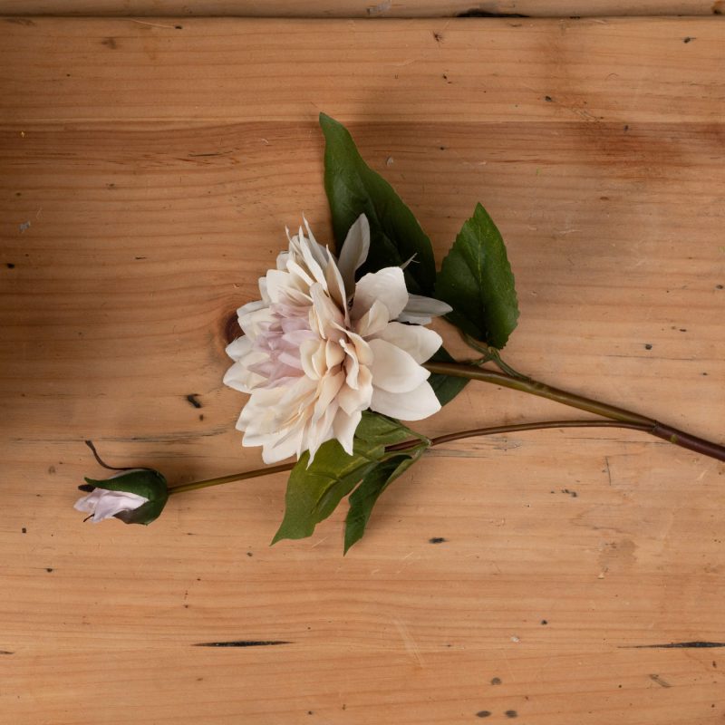 Coffee Cream Dahlia - Image 2