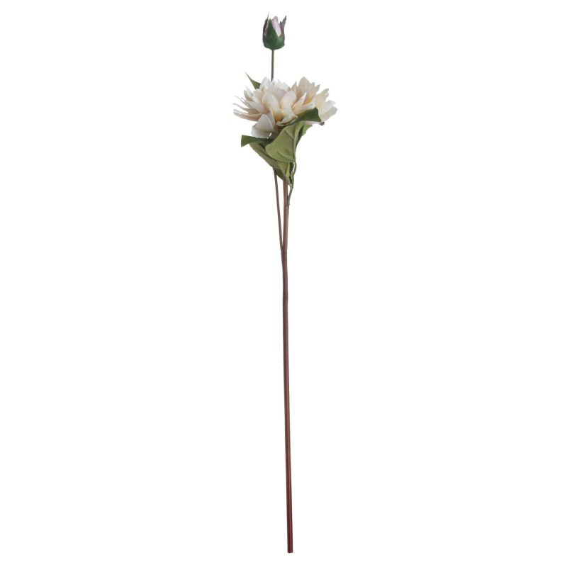 Coffee Cream Dahlia - Image 4