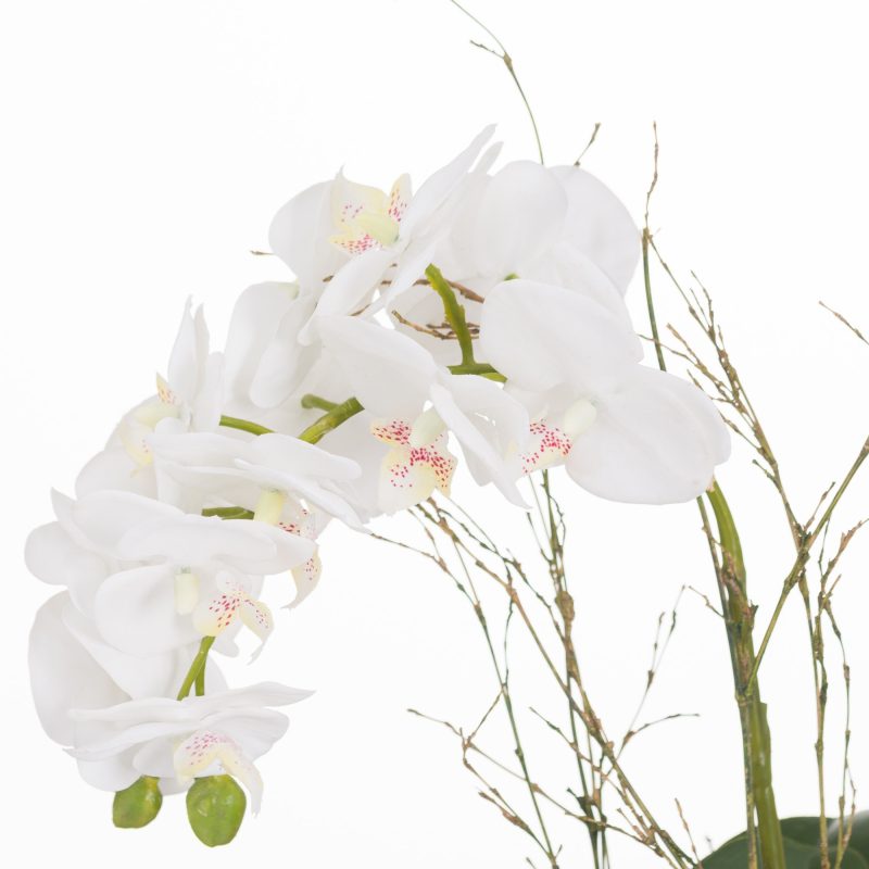 Small Glass Potted Orchid With Roots - Image 2