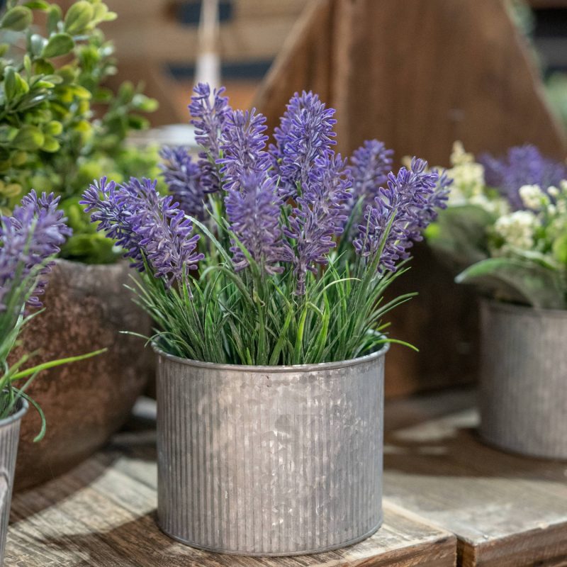 Lavender In Mini Dolly Tin - Image 2