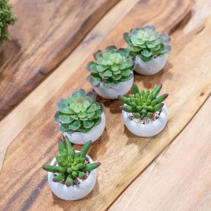 Miniature Little Jewel Succulent In Cement Pot - Image 2
