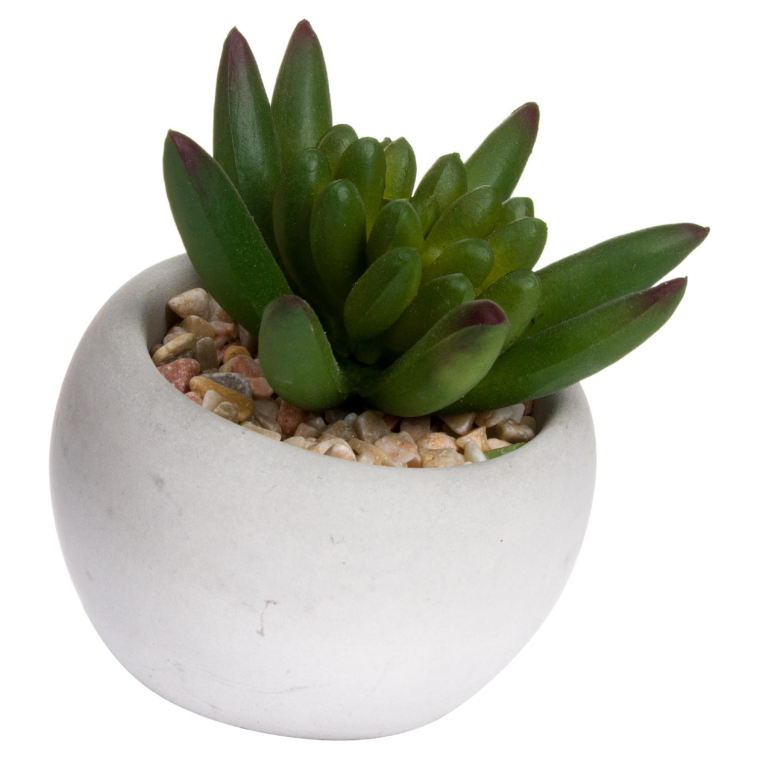 Miniature Little Jewel Succulent In Cement Pot