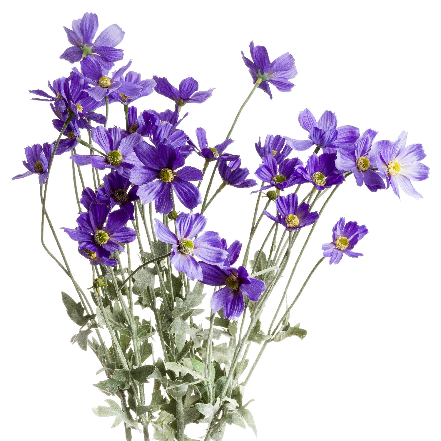 Light Purple Long Stem Cosmos