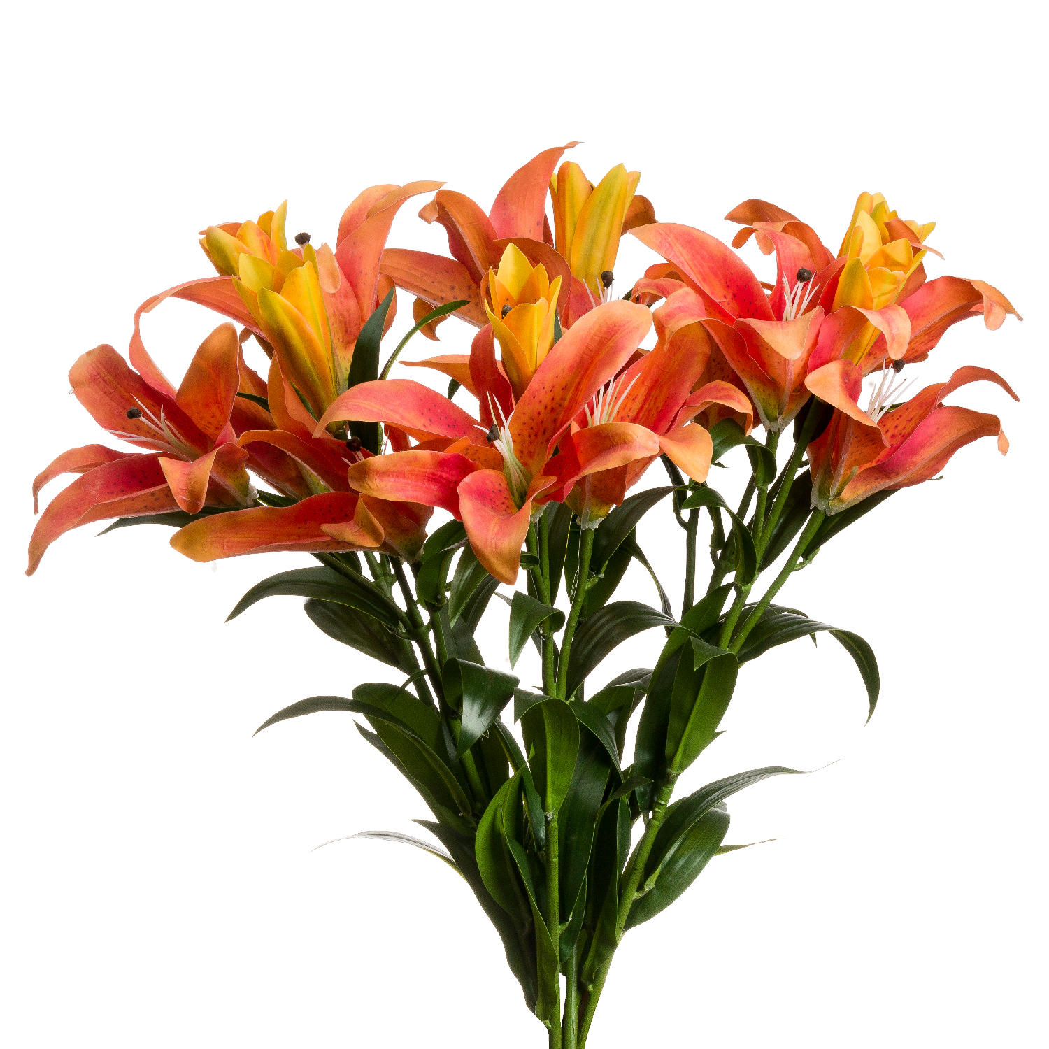 Orange Stargazer Spray
