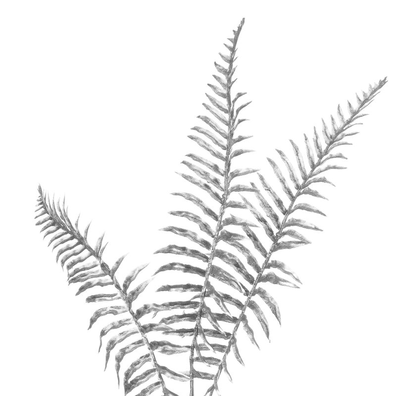 Silver Fern Spray - Image 3