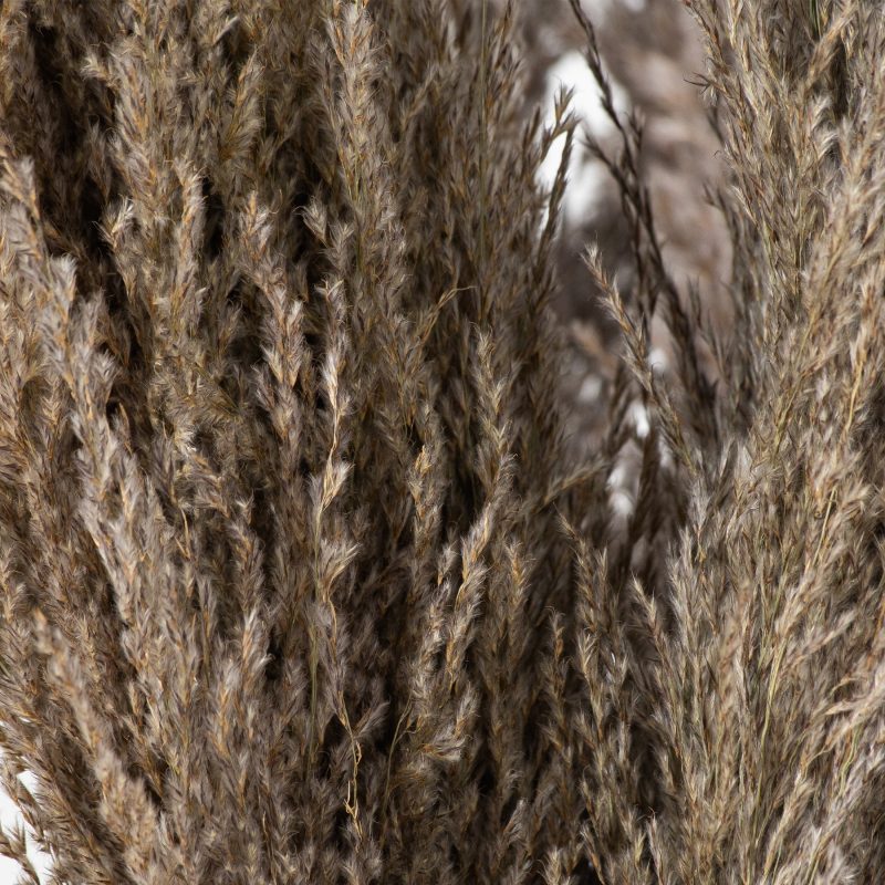 Natural Pampas Grass Stem - Image 3
