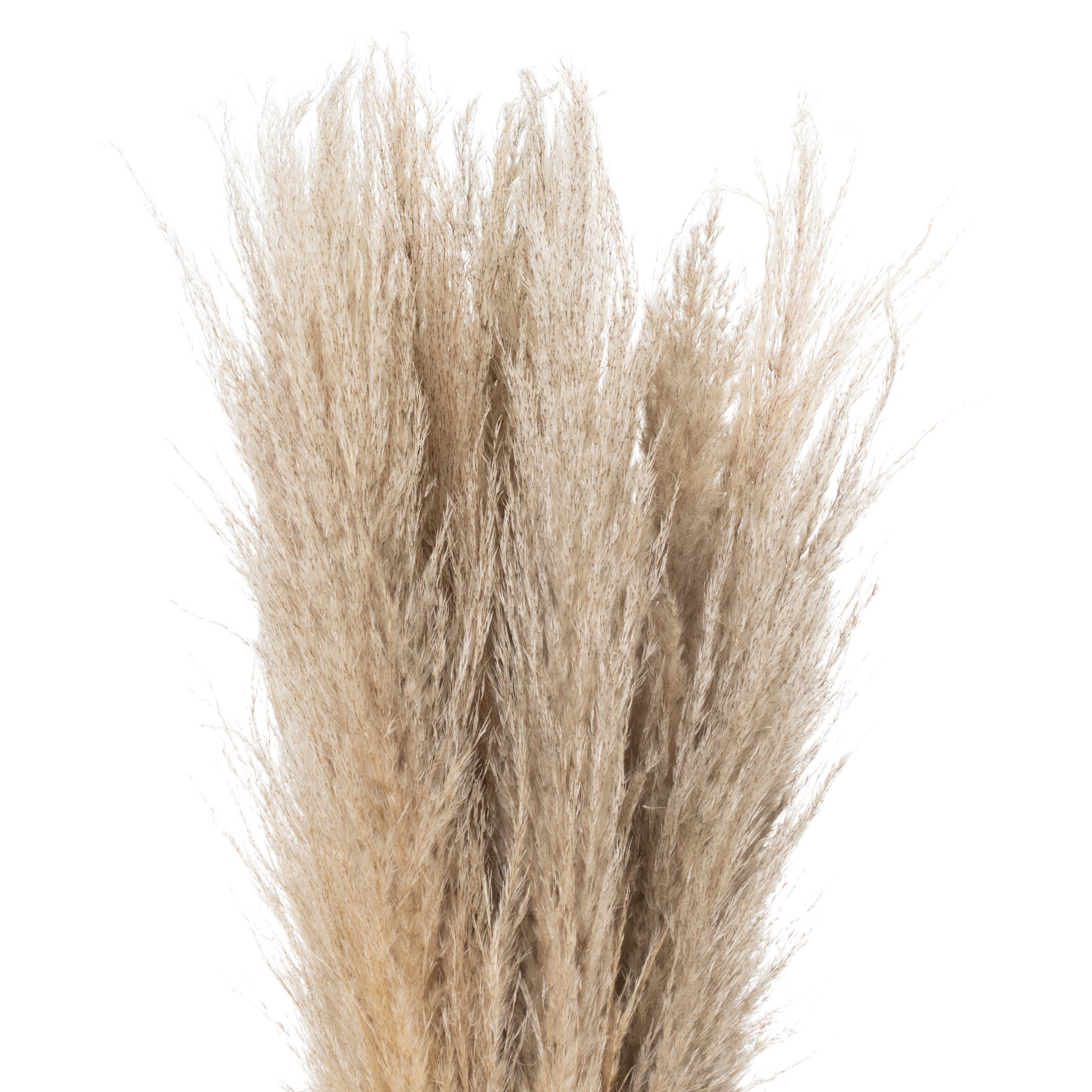 Taupe Grey Pampas Grass Stem