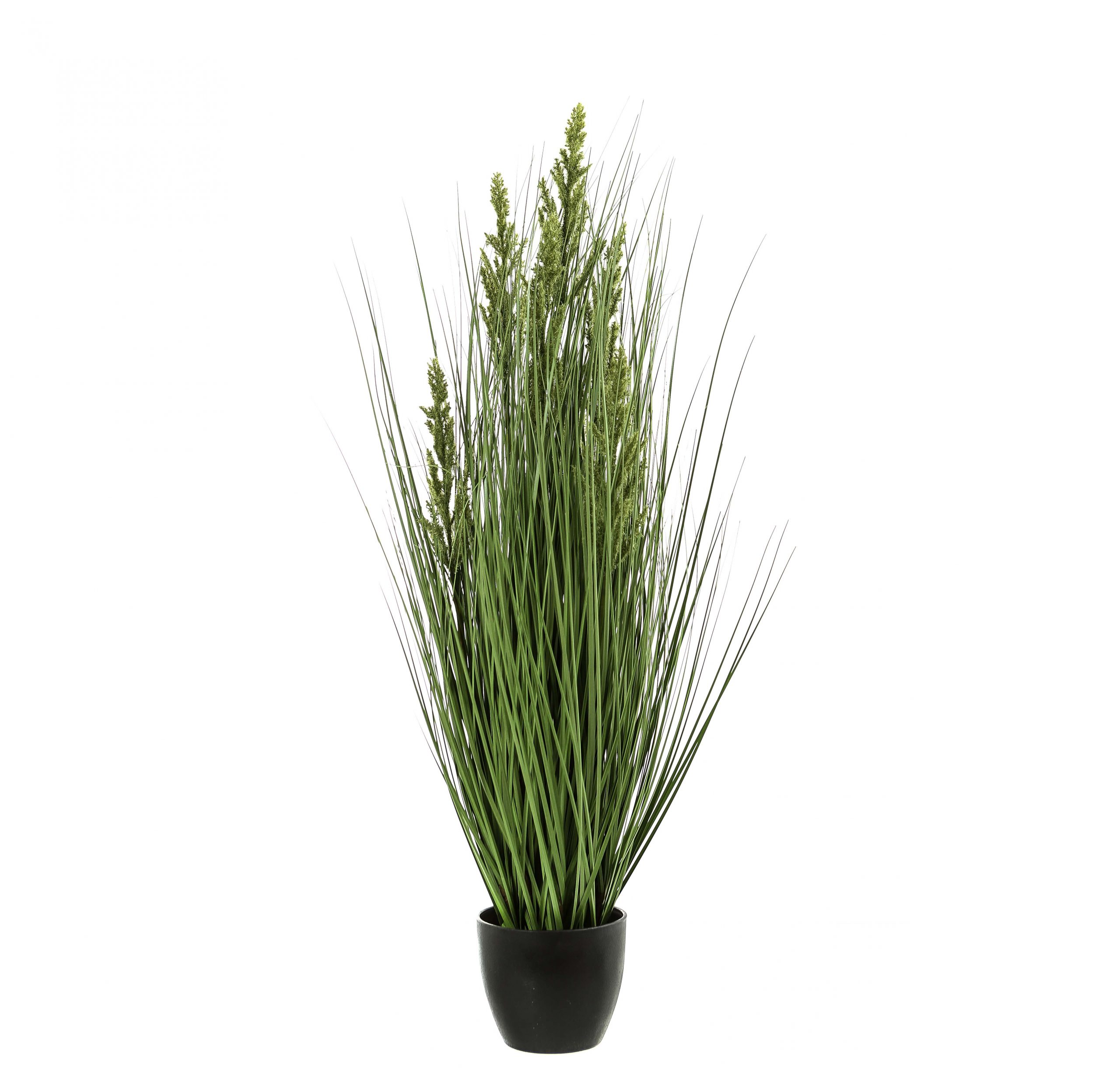 Tall Potted Meadow Grass