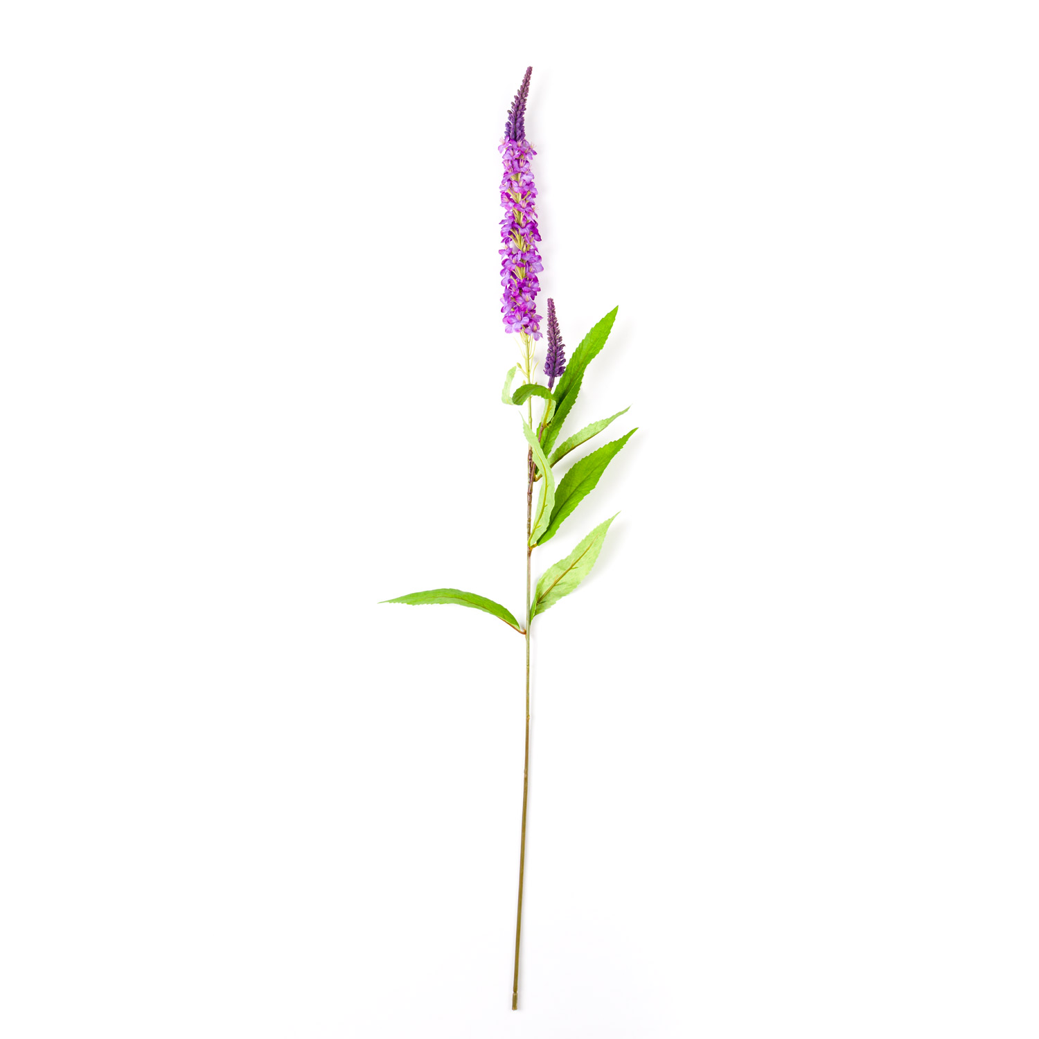 Purple Veronica Stem