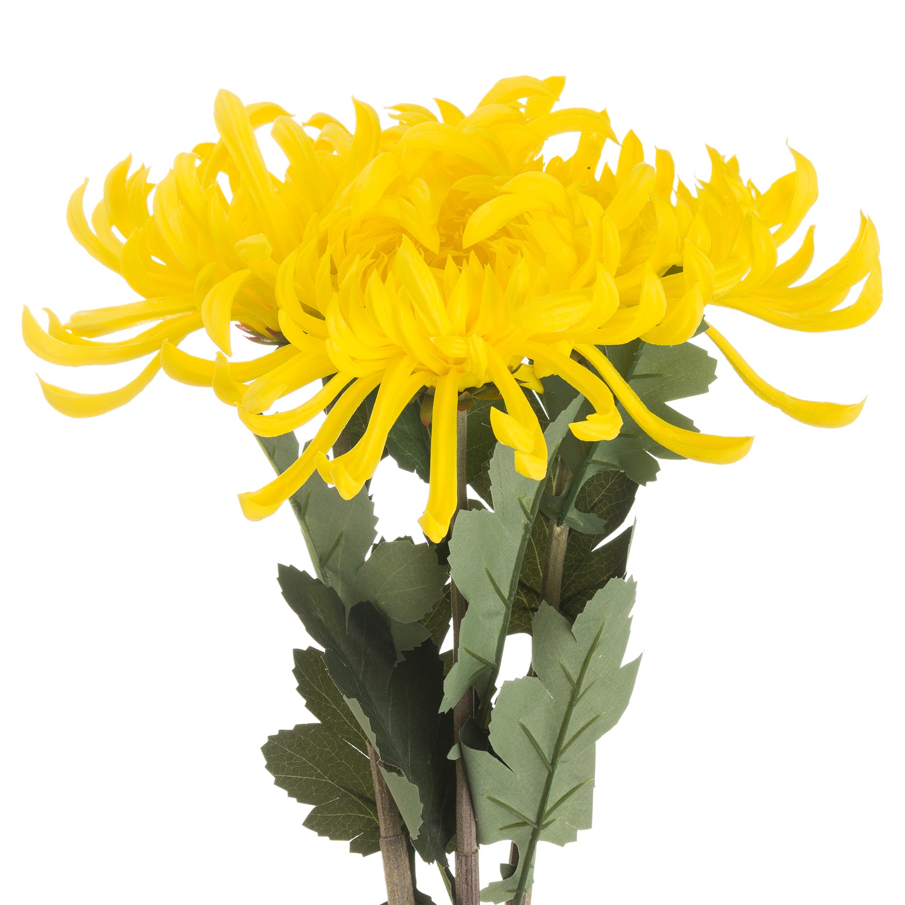 Spider Chrysanthemum Yellow